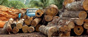 Eine Holzfabrik in Brasilien. Amazonas-Regenwald schrumpft stark. 