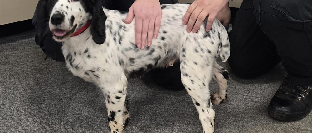 Acht Jahre war Daisy verschwunden.