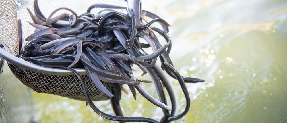 Der Europäische Aal ist „Fisch des Jahres 2025“.