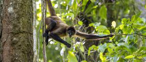 Ein Geoffroy-Klammeraffe hängt im Tortuguero Nationalpark in Costa Rica in einem Baum. Die Affen fressen vermutlich überreife, alkoholhaltige Früchte.