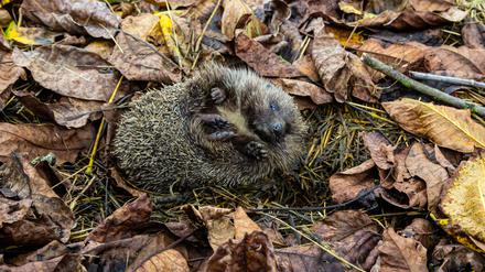 Igel mögen es kuschelig – erst recht beim Winterschlaf.