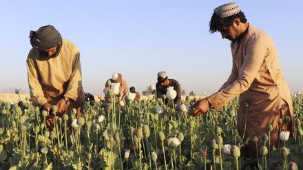 Afghanistan, Nad Ali: Afghanische Bauern ernten Mohn. Die in Afghanistan herrschenden Taliban haben den Anbau von Mohn im Land verboten und drohen bei einem Verstoß gegen die Anordnung mit der Vernichtung der Ernte. Die Taliban galten in der Vergangenheit selbst als Profiteure des Handels mit Opiaten, die aus der Pflanze gewonnen werden.