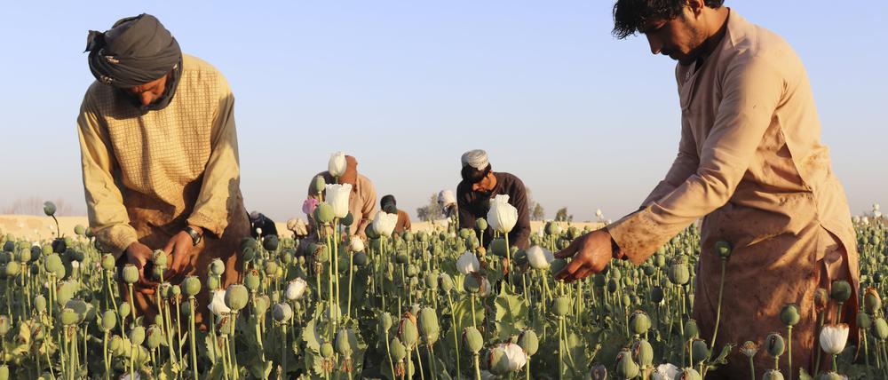 Afghanistan, Nad Ali: Afghanische Bauern ernten Mohn. Die in Afghanistan herrschenden Taliban haben den Anbau von Mohn im Land verboten und drohen bei einem Verstoß gegen die Anordnung mit der Vernichtung der Ernte. Die Taliban galten in der Vergangenheit selbst als Profiteure des Handels mit Opiaten, die aus der Pflanze gewonnen werden.