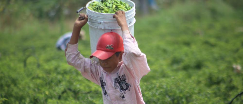 Ein Junge arbeitet am 23.05.2015 auf Feldern in Coahuayana im mexikanischen Bundesstaat Michoacán bei der Ernte von Chili.