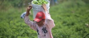 Ein Junge arbeitet am 23.05.2015 auf Feldern in Coahuayana im mexikanischen Bundesstaat Michoacán bei der Ernte von Chili.