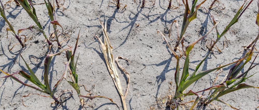 Infolge der lang anhaltenden Trockenheit sind die Blätter der Maispflanzen braun und eingerollt. Die Felder sind knochentrocken, da wächst kein Gras mehr.