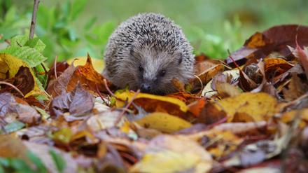Ein Igel läuft durch das Laub in einem Garten.