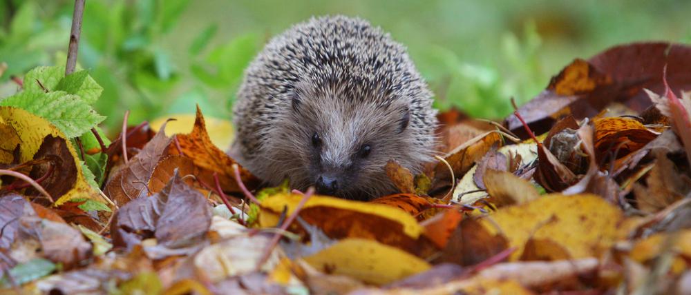 Ein Igel läuft durch das Laub in einem Garten.