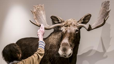 Im Naturkundemuseum Potsdam