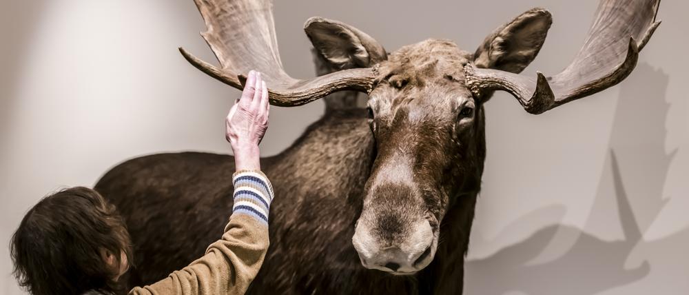 Im Naturkundemuseum Potsdam
