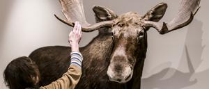 Im Naturkundemuseum Potsdam