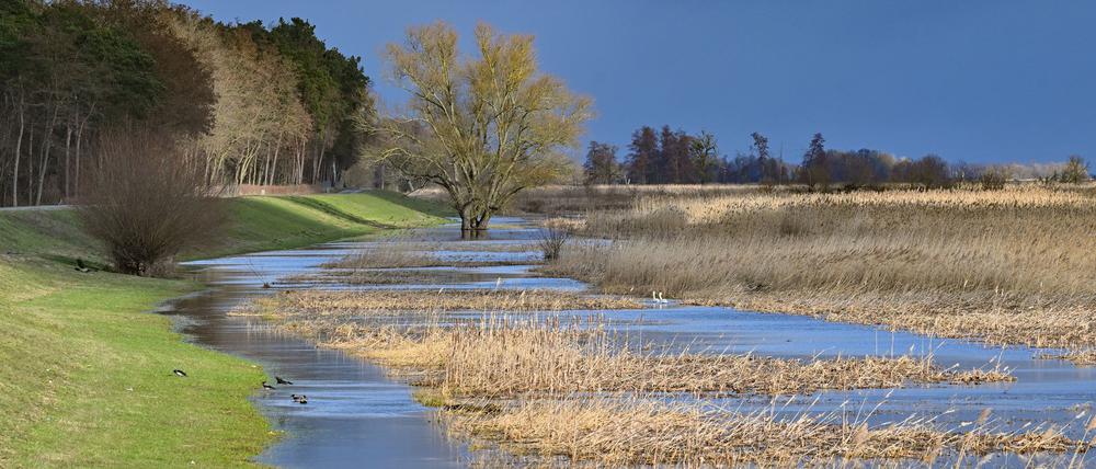 In der Uckermark wird der Hochwasserschutz verbessert - etwa mit einem Bauwerk zur Flutung von Polderflächen. (Archivbild)