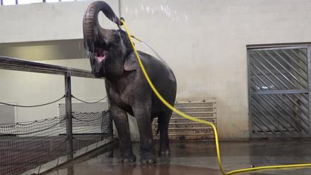 Spaß mit Schlauch: Im Berliner Zoo wurde nun erstmals ein Elefant beim Duschen beobachtet. 