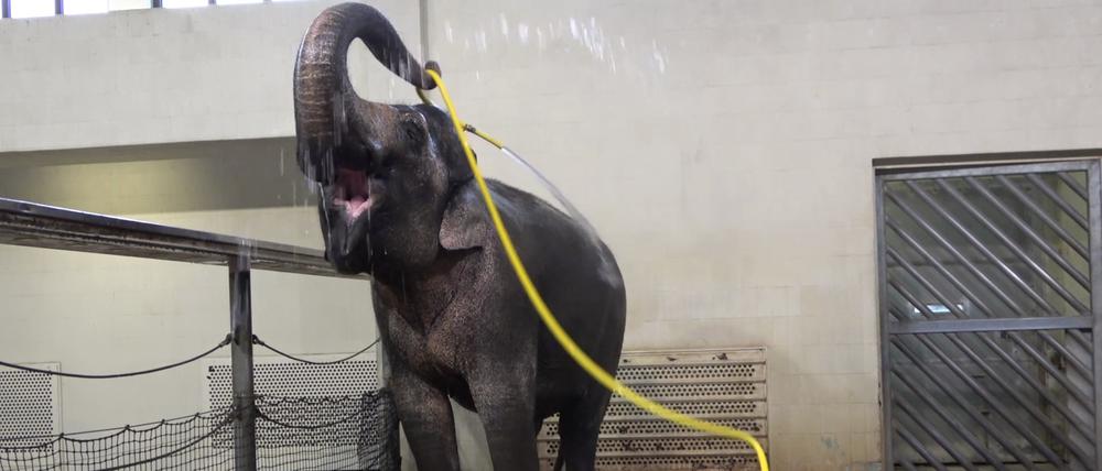Spaß mit Schlauch: Im Berliner Zoo wurde nun erstmals ein Elefant beim Duschen beobachtet.
