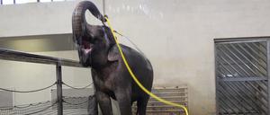 Spaß mit Schlauch: Im Berliner Zoo wurde nun erstmals ein Elefant beim Duschen beobachtet. 