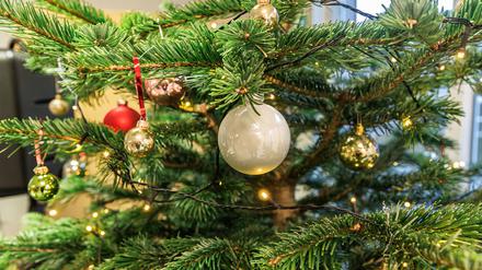 Die Weihnachtsbaumsaison startet.