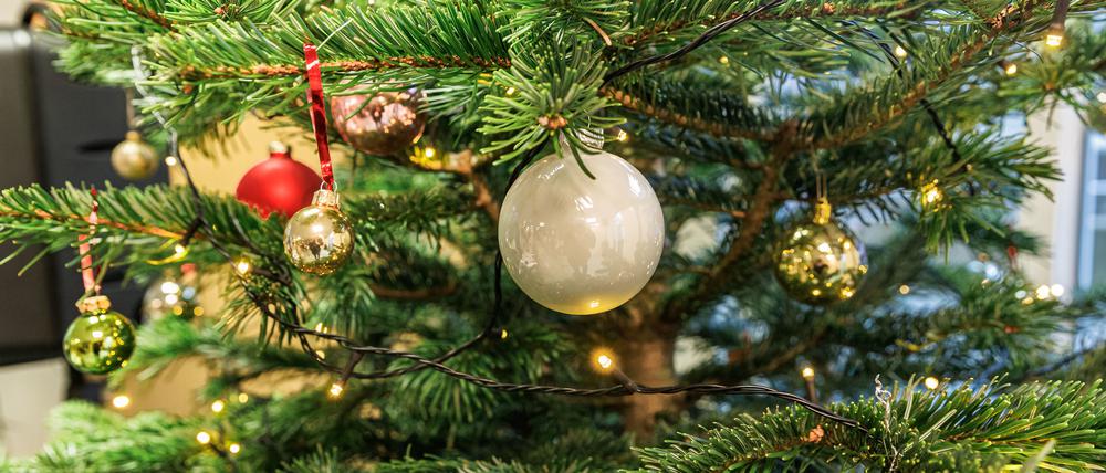 Die Weihnachtsbaumsaison startet.
