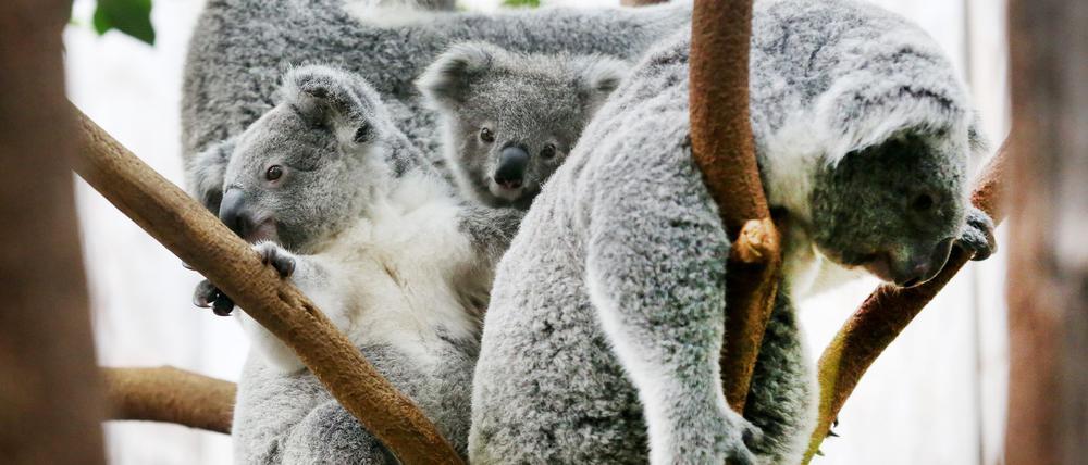 Der Duisburger Zoo ist europaweit Spezialist für die aufwendige Zucht und Zoo-Haltung der Koalas. (Archivbild)