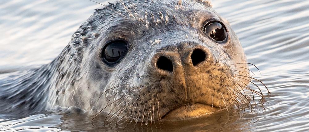 Das Symbolbild zeigt eine Kegelrobbe im Wasser. 