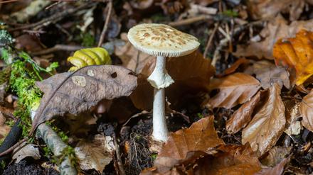 Rheinland-Pfalz, Gerolstein: Ein giftiger gelber Knollenblätterpilz (Amanita citrina) wächst in einem Wald bei Gerolstein.