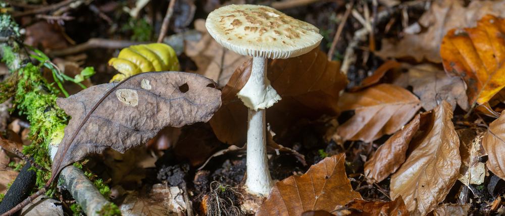 Rheinland-Pfalz, Gerolstein: Ein giftiger gelber Knollenblätterpilz (Amanita citrina) wächst in einem Wald bei Gerolstein.