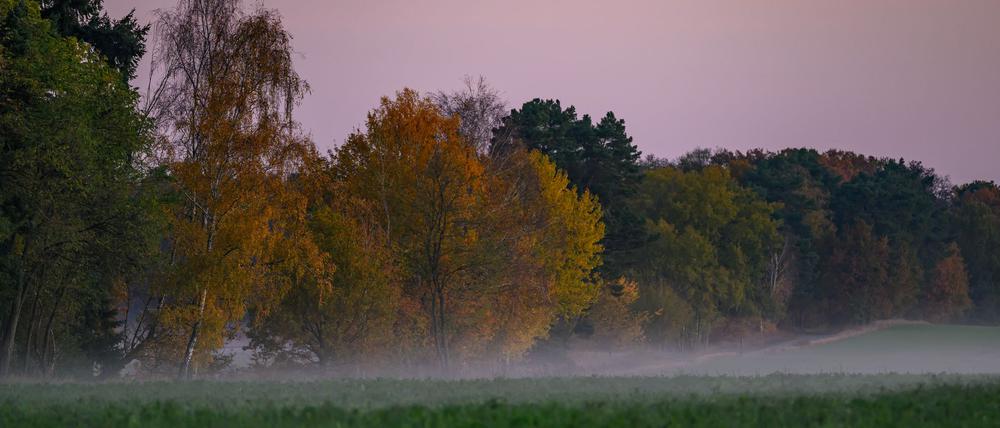 In der Nacht zum Sonntag und am Sonntagmorgen gibt es gebietsweise Nebel. (Symbolbild)