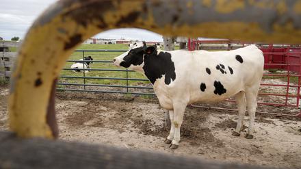 Eine Kuh steht in der Forschungseinrichtung des National Animal Disease Center des US-Landwirtschaftsministeriums in einem Futterstall.