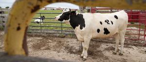Eine Kuh steht in der Forschungseinrichtung des National Animal Disease Center des US-Landwirtschaftsministeriums in einem Futterstall.