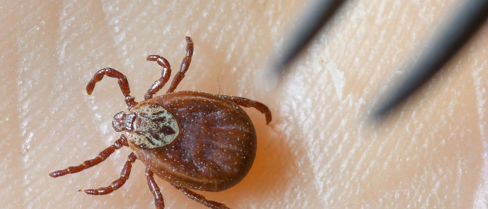 Zecken übertragen FSME und Borreliose. (Archivbild)