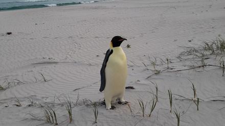 Einsam und etwas überrascht fand sich der Kaiserpinguin plötzlich in Australien wieder.