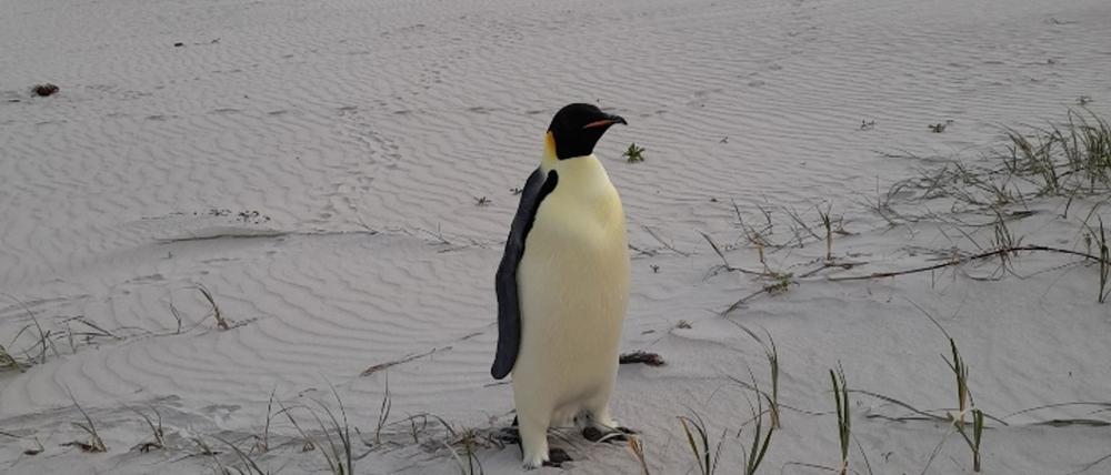 Einsam und etwas überrascht fand sich der Kaiserpinguin plötzlich in Australien wieder.