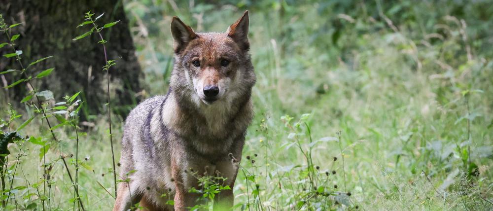 Mit neuen Schildern will das Amt Seelow-Land Spaziergänger künftig auf das Wolfsgebiet hinweisen. (Archivbild)