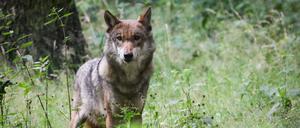 Mit neuen Schildern will das Amt Seelow-Land Spaziergänger künftig auf das Wolfsgebiet hinweisen. (Archivbild)