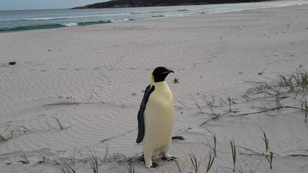 Ein Kaiserpinguin aus der Antarktis ist in Australien, am Ocean Beach nahe des Ortes Denmark, gestrandet.