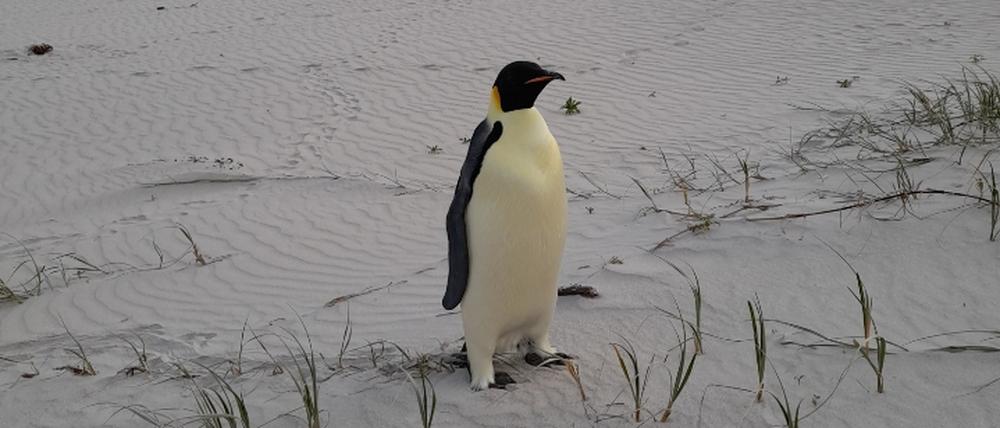 Ein Kaiserpinguin aus der Antarktis ist in Australien, am Ocean Beach nahe des Ortes Denmark, gestrandet.