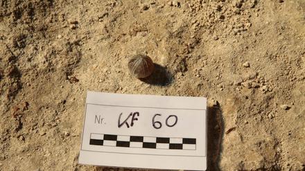 Versteinerter Seeigel aus der Grabung vom Petriplatz in Berlin-Mitte im Mai 2007. Er ist 60-65 Millionen Jahre alt und wurde von seinem Besitzer am Hals getragen. Foto: Claudia Melisch