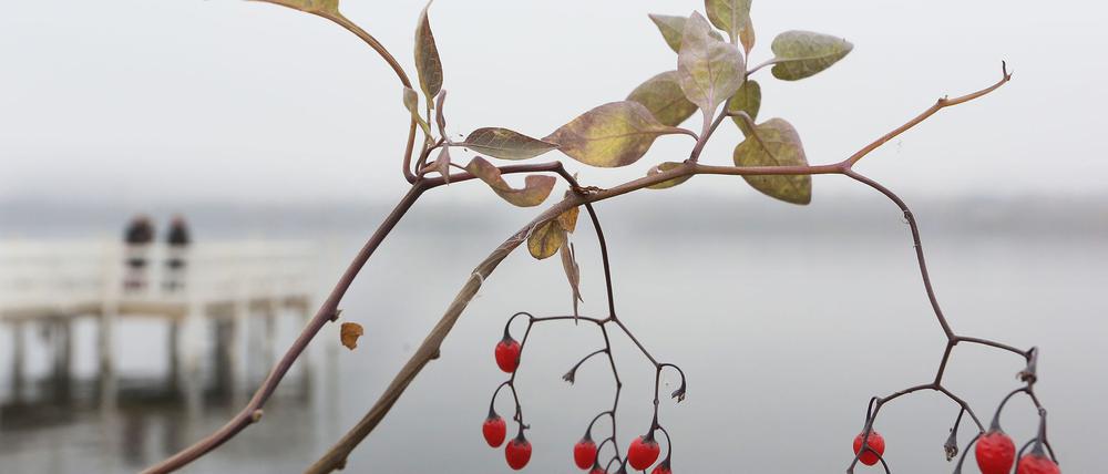 Der November zeigt sich in Berlin und Brandenburg weiter trüb und nass. (Symbolbild)