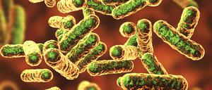 Bartonella quintana-Baktieren (Illustration) können das Gehirn befallen und Fünf-Tages-Fieber auslösen.