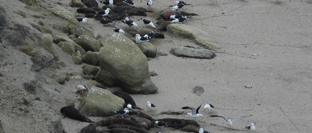 See-Elefanten in Argentinien wurden von der Vogelgrippe besonders schwer getroffen. Hier sind tote Tiere an einem Strand zu sehen.