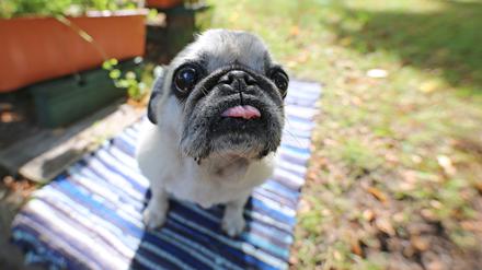 Nicht Hunde, die zum Hüten, zur Jagd oder zum Schutz eingesetzt werden, sondern klassische kleine Begleithunde wie Zwergpudel und Chihuahua haben im Verhältnis zu ihrer Körpergröße das größte Gehirn.