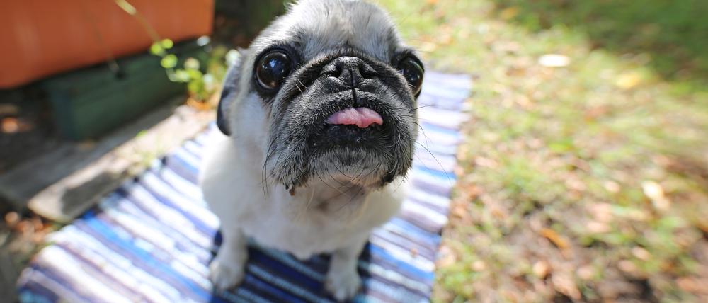Nicht Hunde, die zum Hüten, zur Jagd oder zum Schutz eingesetzt werden, sondern klassische kleine Begleithunde wie Zwergpudel und Chihuahua haben im Verhältnis zu ihrer Körpergröße das größte Gehirn.