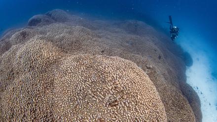 Forscher des Programms Pristine Seas von National Georgraphic haben nach eigenen Angaben eine Koralle entdeckt, die größer ist als alle bislang bekannten.