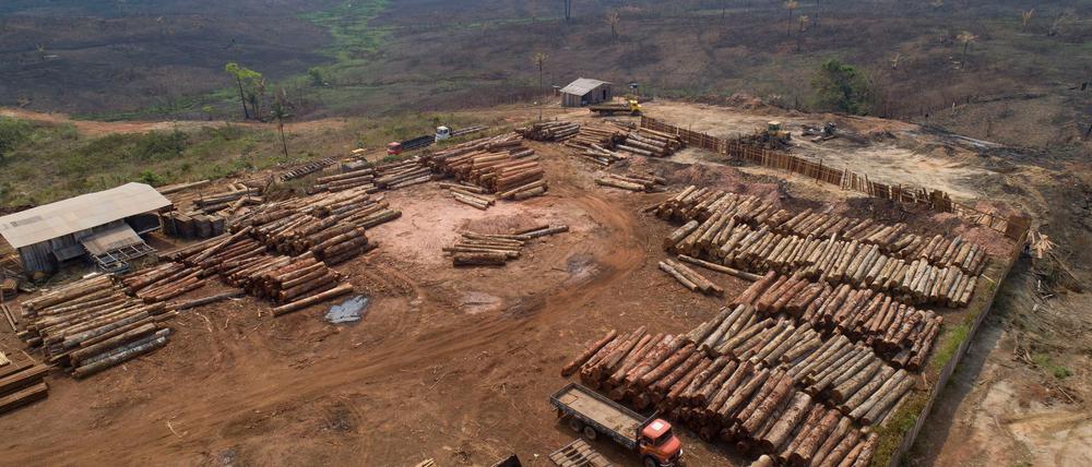 Für viele in der EU verkaufte Produkte soll künftig kein Regenwald mehr abgeholzt werden - das Gesetz dazu wird aber vermutlich verschoben. (Archivbild)