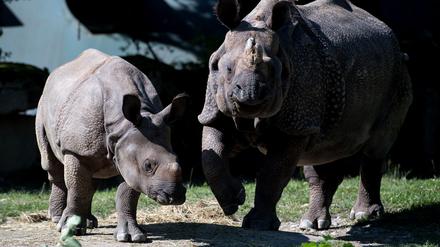 Nashorn-Mama Rapti (rechts) starb im Alter von 35 Jahren (Archivbild von 2016). 