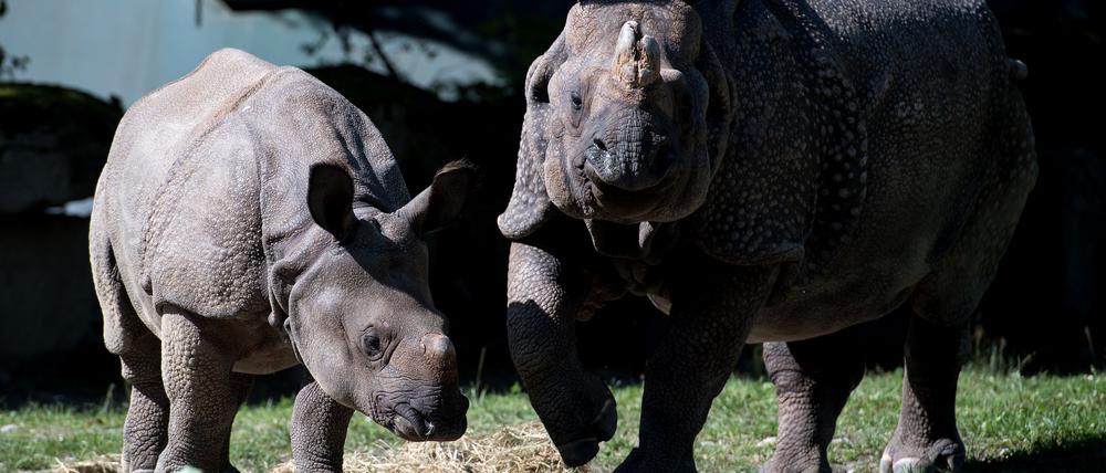 Nashorn-Mama Rapti (rechts) starb im Alter von 35 Jahren (Archivbild von 2016).