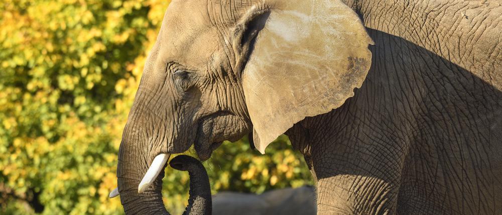 2020 zogen Elefanten erstmal aus dem Tierpark aus - damals noch asiatische. (Archivbild)