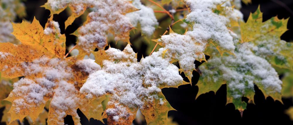 Nächste Woche zeigt sich der Frühwinter.