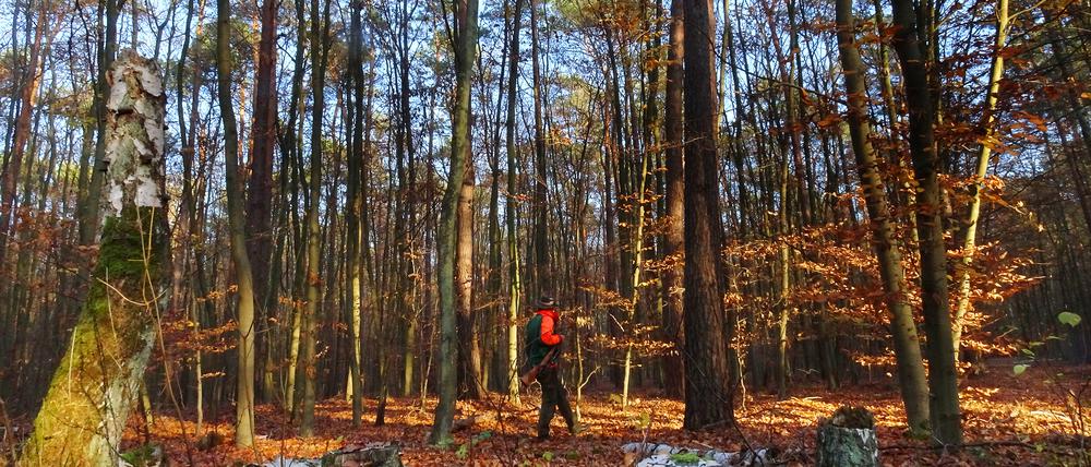 Ein Jäger ist im Berliner Wald unterwegs.