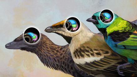 Drei Entwicklungsstufen des Vogelhirns: Navaornis hestiae (vor ~85-75 Millionen Jahren, Mitte), Archaeopteryx lithographica (vor ~150 Millionen Jahren, links), Kronenvögel (z. B. Tangara seledon, heute, rechts). 