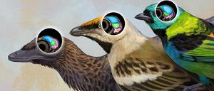 Drei Entwicklungsstufen des Vogelhirns: Navaornis hestiae (vor ~85-75 Millionen Jahren, Mitte), Archaeopteryx lithographica (vor ~150 Millionen Jahren, links), Kronenvögel (z. B. Tangara seledon, heute, rechts). 